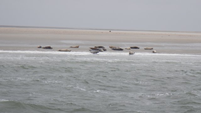HWK Texel 2015 067.jpg